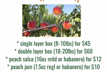 Palisade Peaches, Peach Salsa, and Peach Jam Pre-orders Coming Soon!